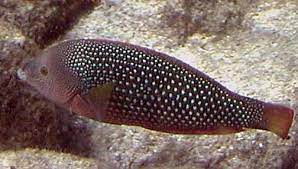 Flag Wrasse