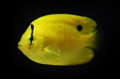 Flagfin Angel: Juvenile