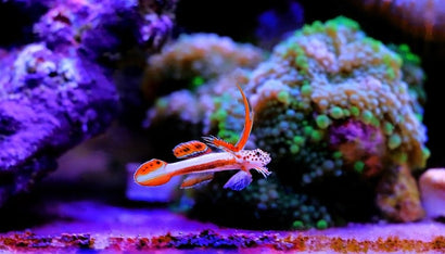 Flaming Prawn Goby