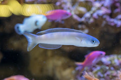 Flashing Tile Goby