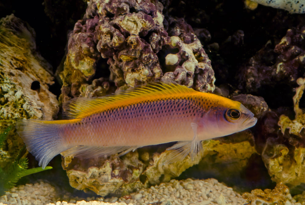 Flavivertex Pseudochromis: Tank Raised