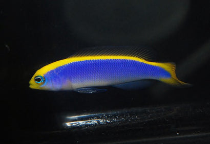 Flavivertex Pseudochromis: Hybrid