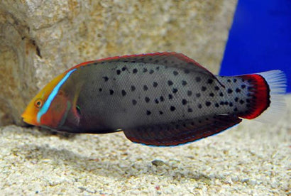 Formosa Wrasse
