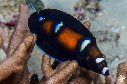 Formosa Wrasse: Juvenile