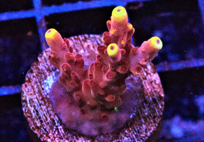 SDC Fox Flame Acro Cult