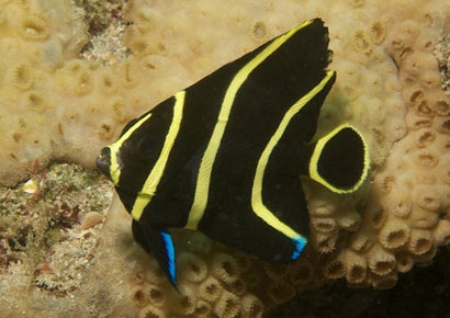 French Angel: Juvenile