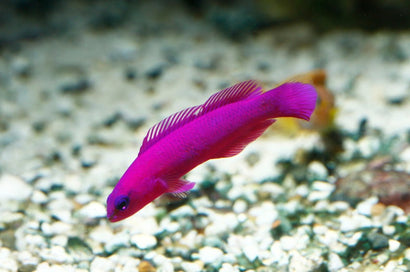 Fridmani (Orchid) Pseudochromis: Tank Raised
