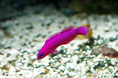 Fridmani (Orchid) Pseudochromis