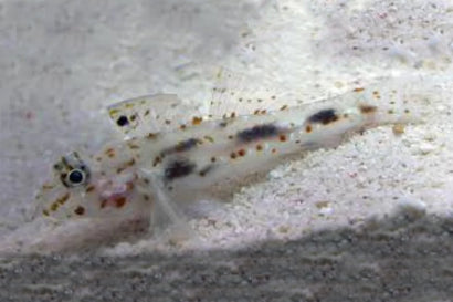Fusi Goby