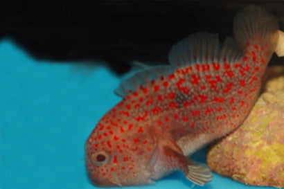 Fuzzy Nut (Gum Drop) Goby