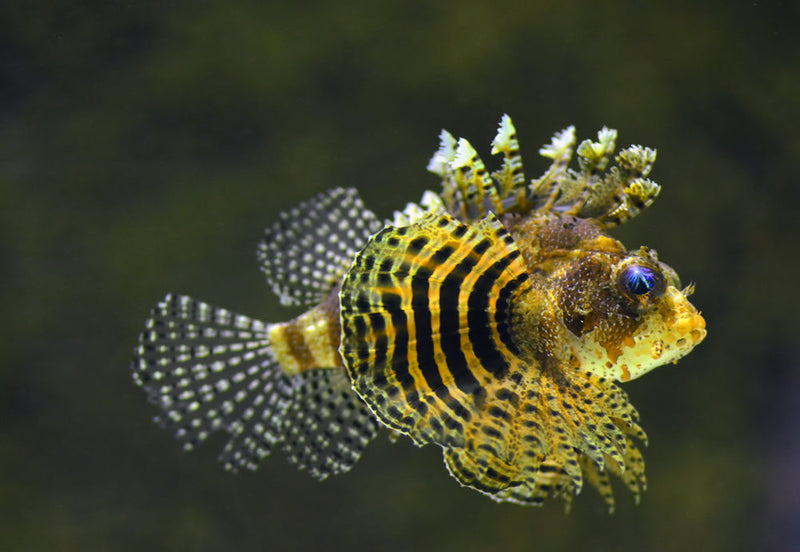 Fuzzy dwarf lionfish hotsell care