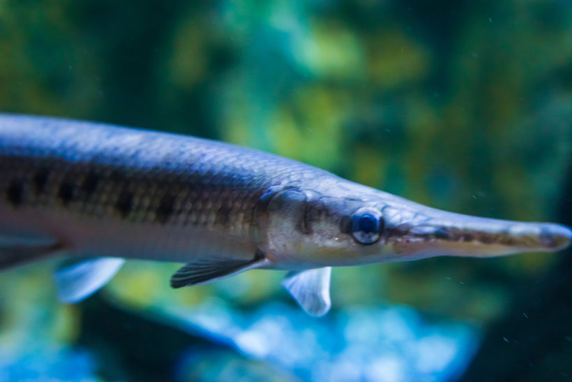 Freshwater – Sea Dwelling Creatures