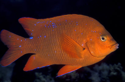 Garibaldi: Adult