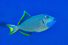 Bluejaw Trigger: Male