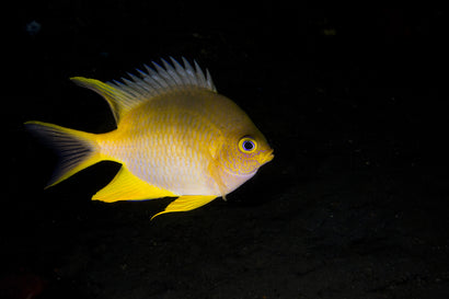 Gold Chromis: Juvenile