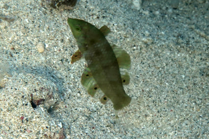 Gold Nugget Wrasse