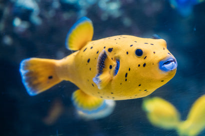 Gold Puffer