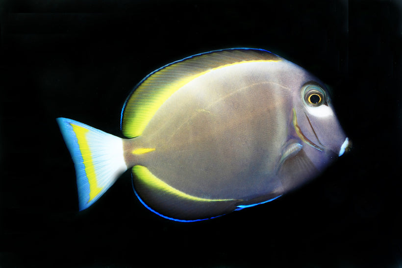 Tangs (Surgeonfish) – Sea Dwelling Creatures