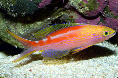 Golden Anthias