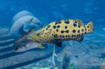 Golden Grouper