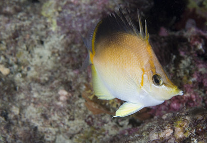 Golden Longnose Butterfly
