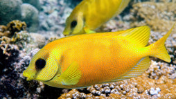 Golden Rabbitfish