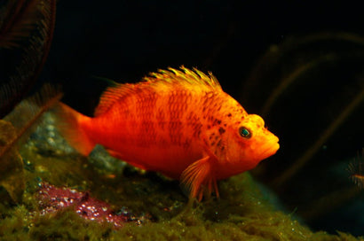 Golden Yellow Hawkfish