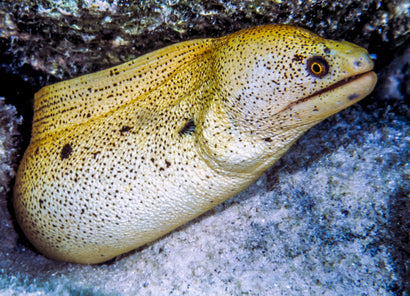 Goldentail Moray Eel