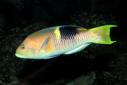 Goldspot Hogfish