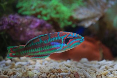 Green Christmas Wrasse