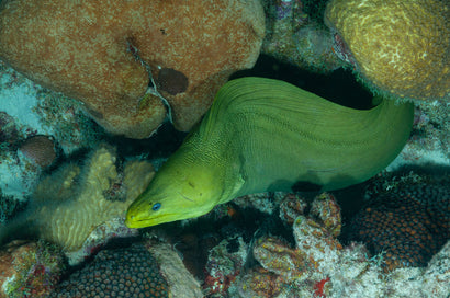 Green Moray Eel