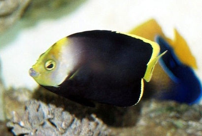 Grey Poma Angel: Juvenile