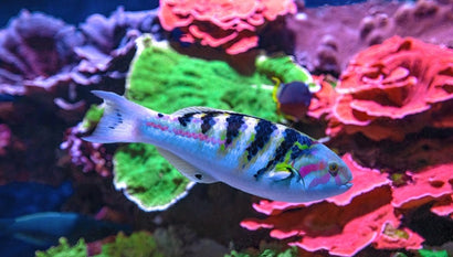 Hardwicki Wrasse