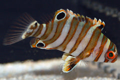 Harlequin Tusk: Juvenile