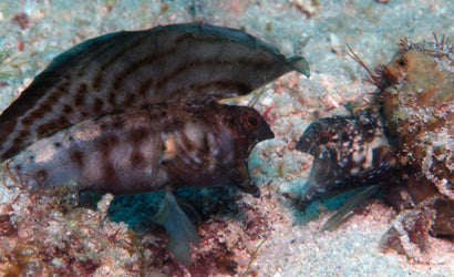 Sailfin Tube Blenny