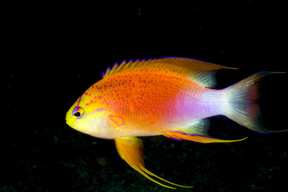 Long Fin Anthias