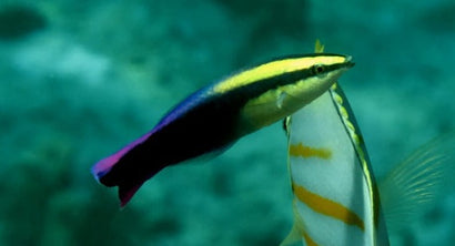 Hawaiian Cleaner Wrasse