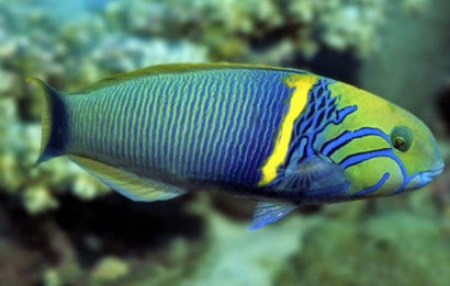 Hebrachium Wrasse