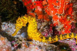 Comes (Ringtail) Seahorse: Color: Tank Raised