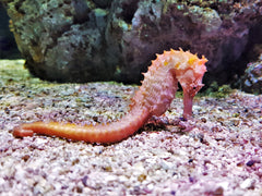 Comes (Ringtail) Seahorse: Tank Raised