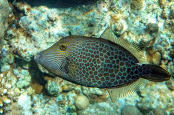 Honeycomb Filefish