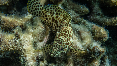 Honeycomb Grouper