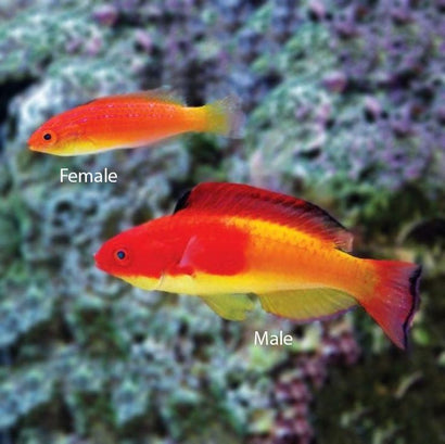 Hooded Fairy Wrasse: Male