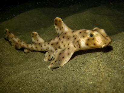 Horn Shark