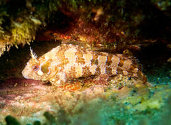 Horned Blenny