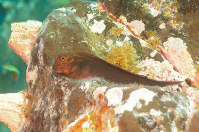 Horseface Blenny