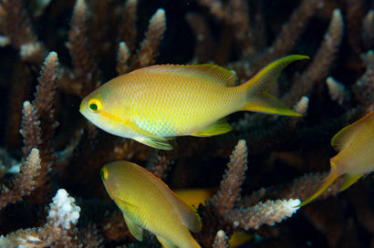 Huchtii Anthias: Female