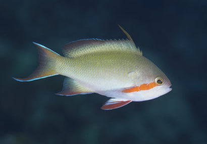 Hutchi Anthias: Male