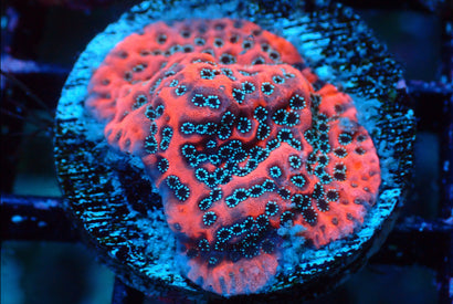 SDC Megatron Monti Cult