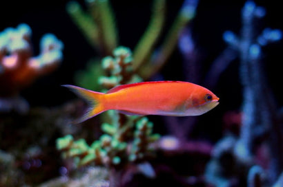 Ignitus Anthias: Female